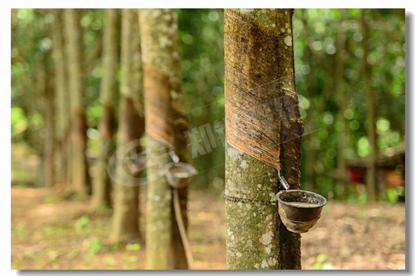 燃?xì)饫淠藉仩t冷凝式蒸汽鍋爐