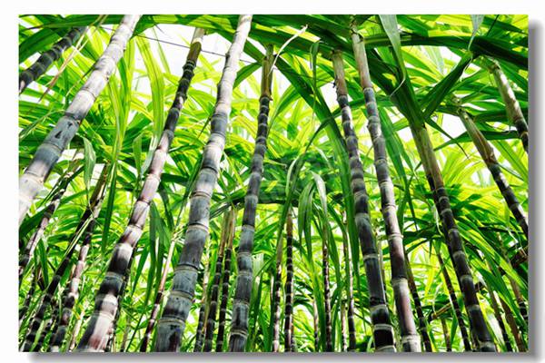 焦炭顆粒的燃燒速率受到哪些因素的影響?