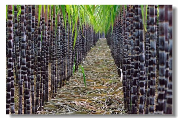 循環(huán)流化床鍋爐的基本特點(diǎn)是什么？